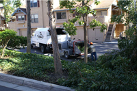 tree service arborist stump root thin lace shape palm crown reduction cut san diego professional licenced insured bonded affordable competitive bid quote work frond skin trim trimming prune consultation safety recommendation clearing removal leaves berries seeds cones flush maintenence yearly company referal discount healthy advise appraisal value view clearance sick educated business skinned flightless bark disease climb cleanup complete artistic crown